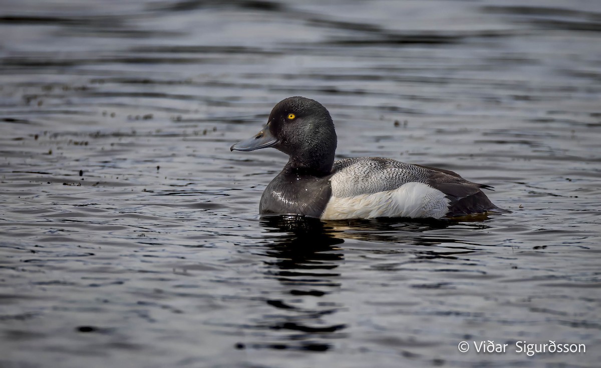 スズガモ - ML645883032