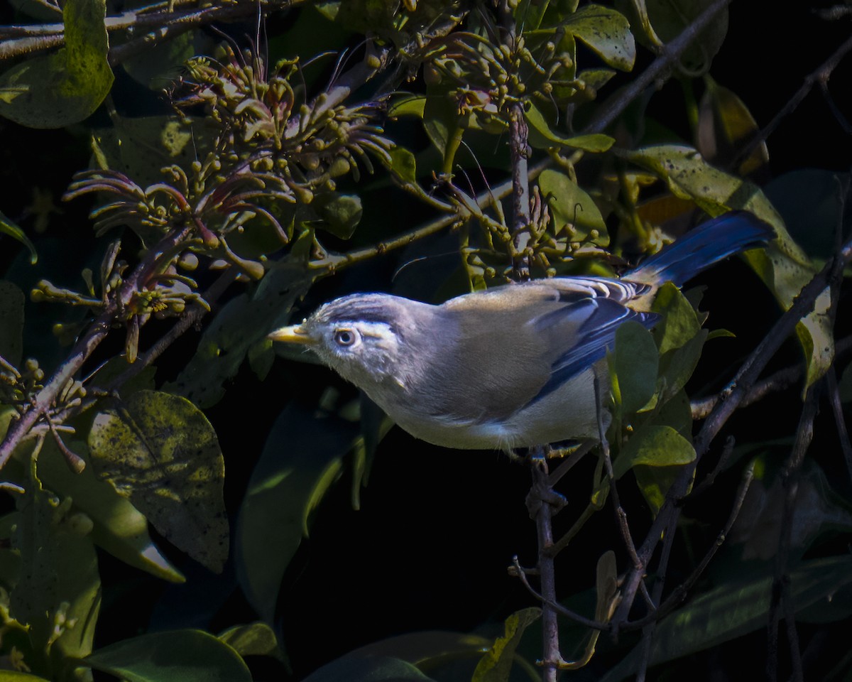 Blue-winged Minla - ML645883033