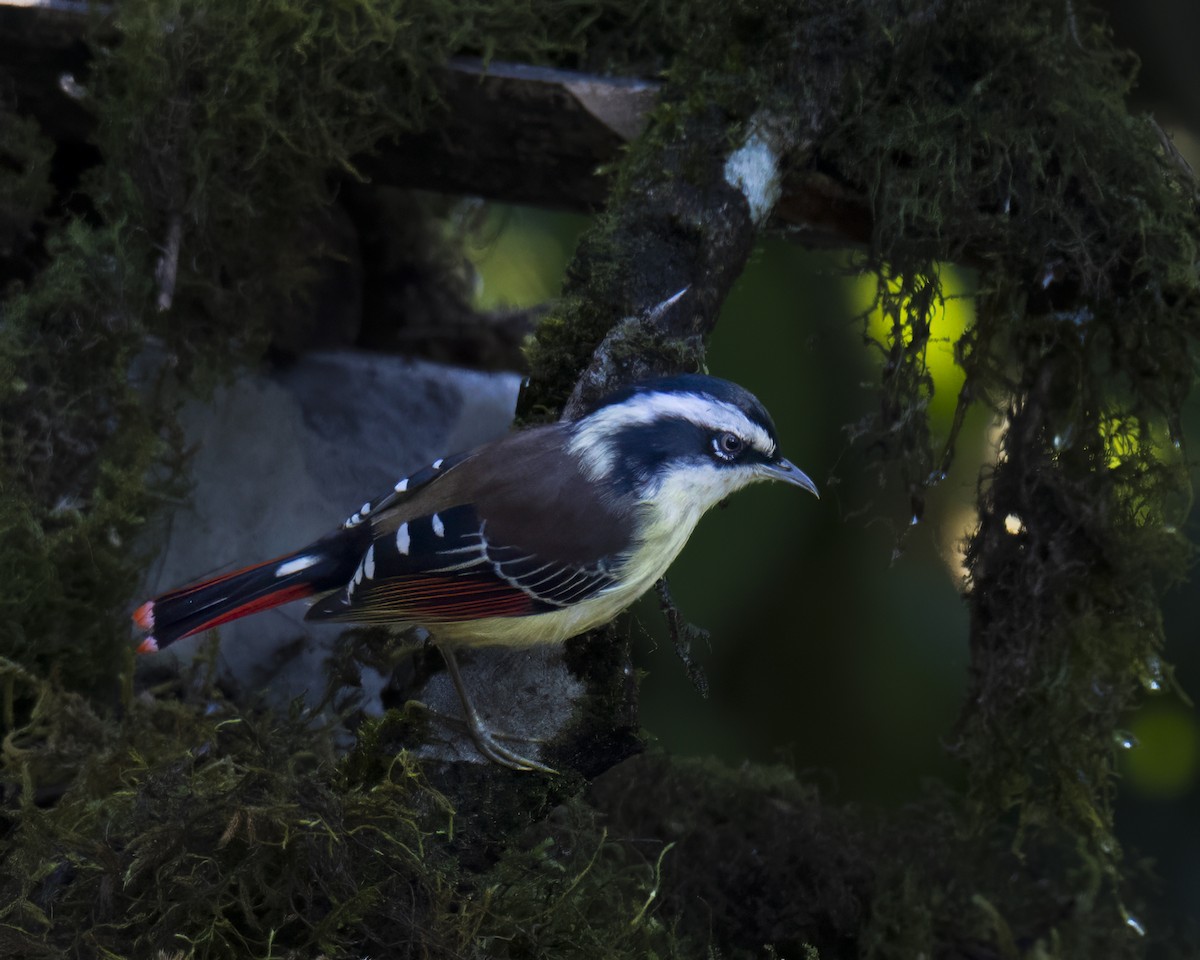 Red-tailed Minla - ML645883035