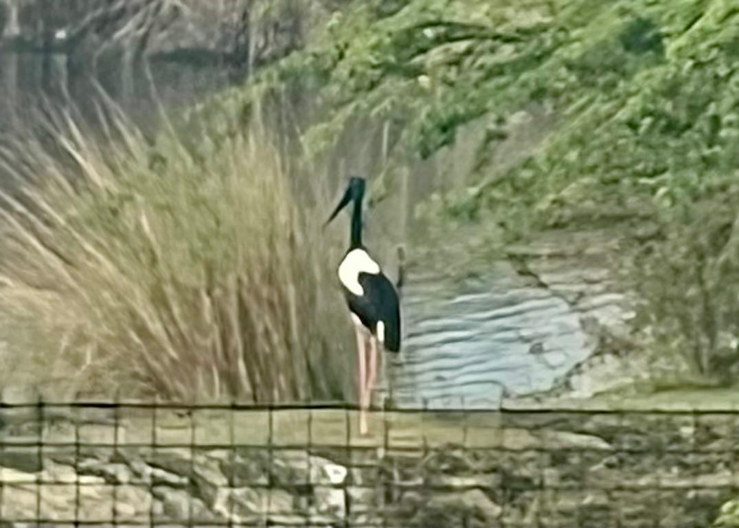 čáp černokrký - ML645883036