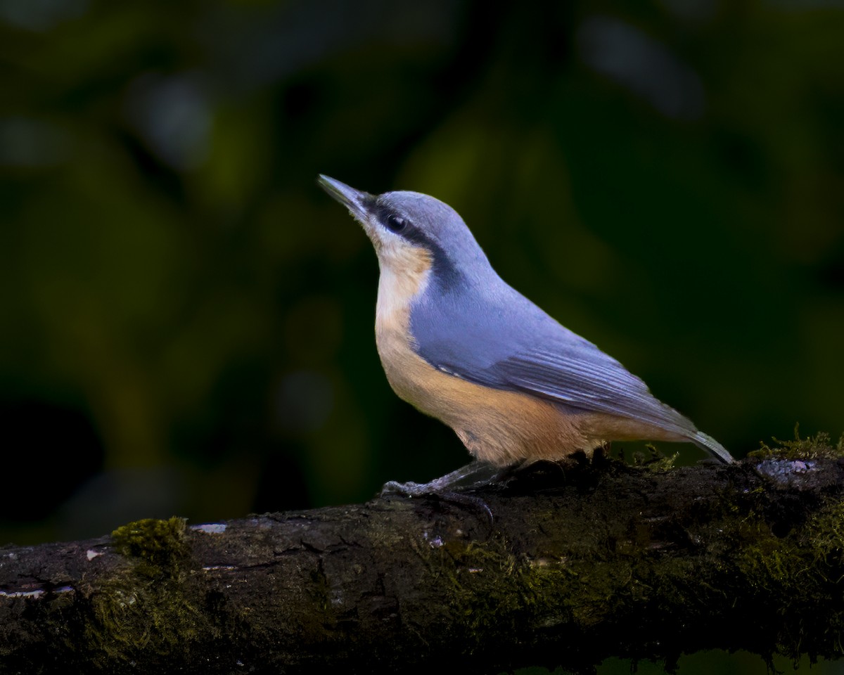 brhlík běloocasý - ML645883038