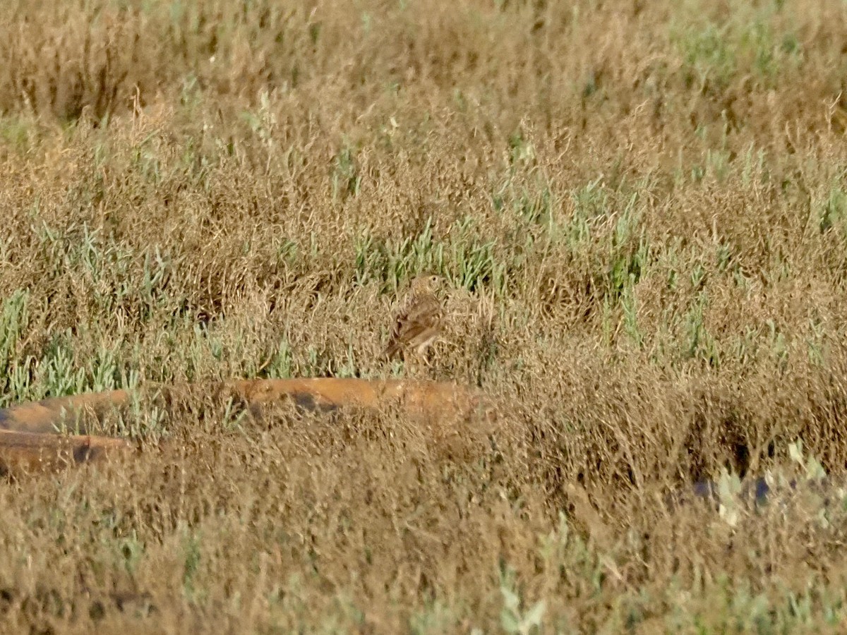 Australian Pipit - ML645883042