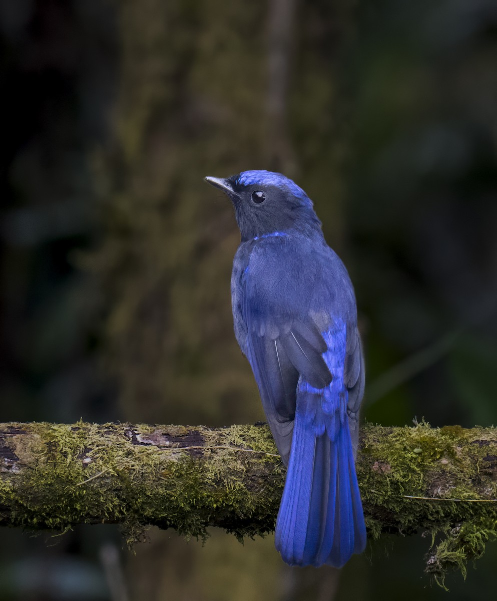 Large Niltava - ML645883043