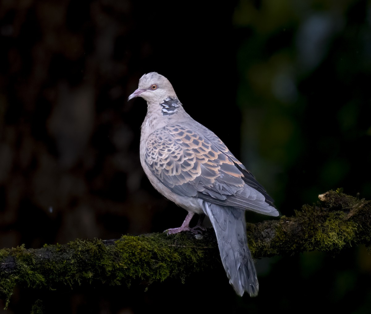 hrdlička východní - ML645883046