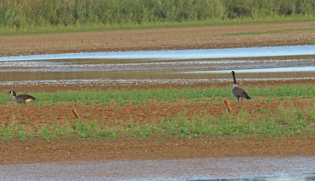 Barnacla Canadiense Grande - ML645883055