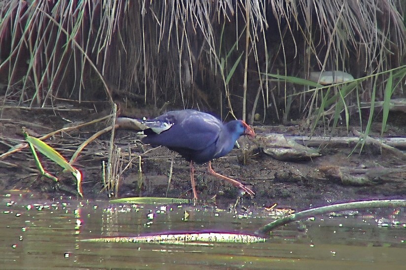 Western Swamphen - ML645883057