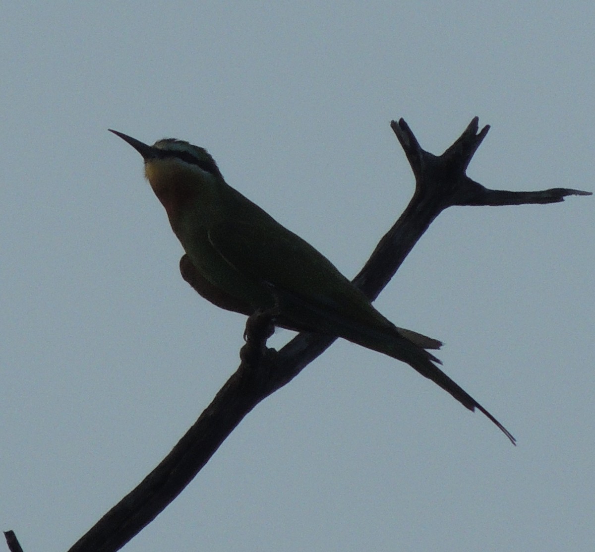 שרקרק ירוק - ML645883063