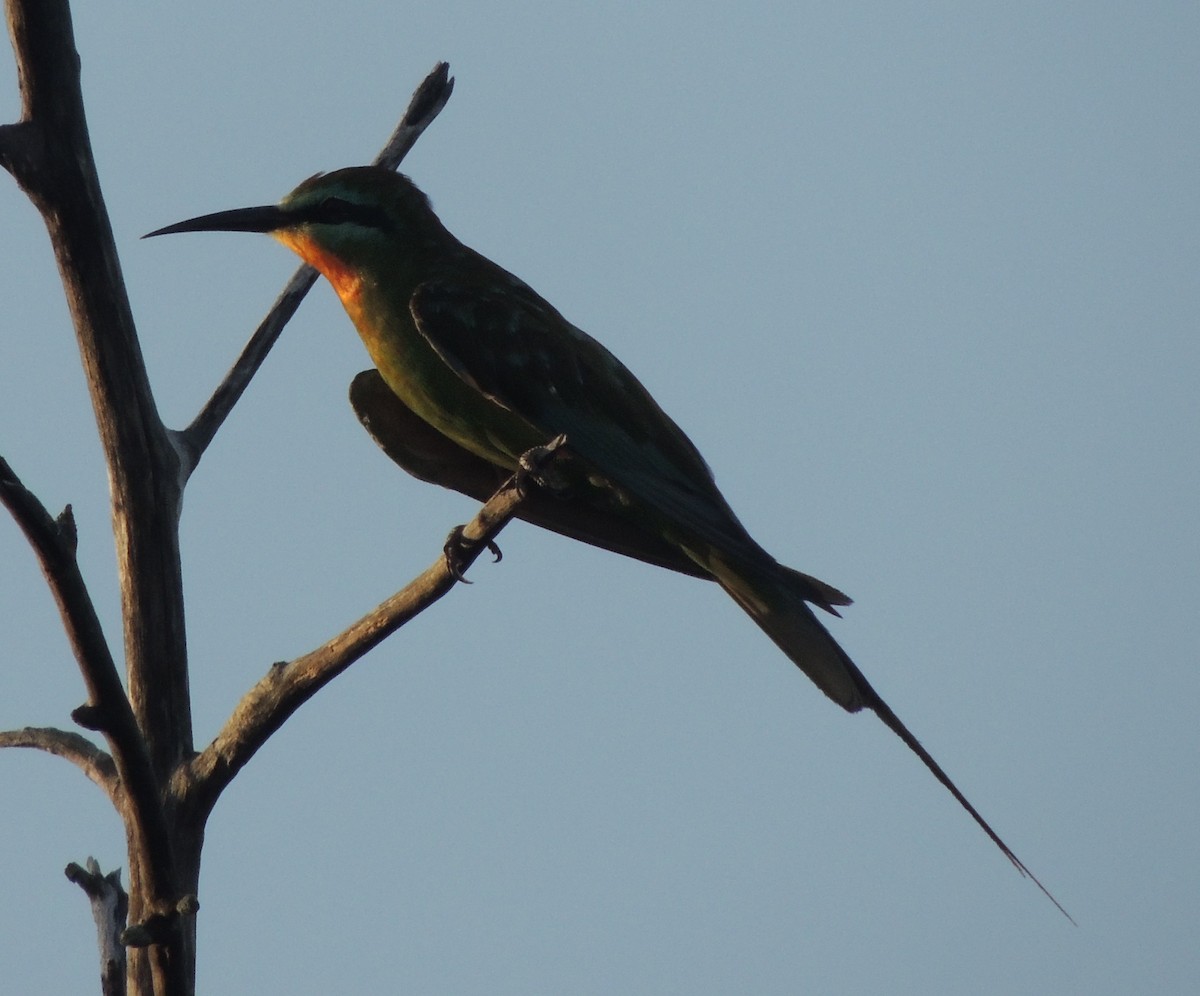 שרקרק ירוק - ML645883064