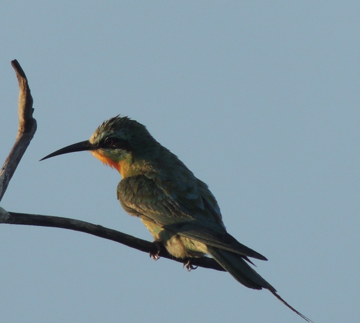 שרקרק ירוק - ML645883065