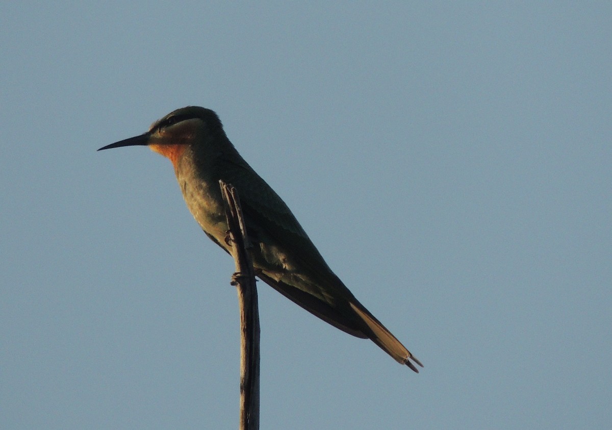 שרקרק ירוק - ML645883066