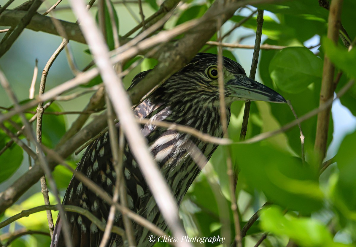 Nankeen Night Heron - ML645883067