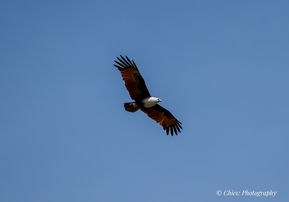 Brahminy Kite - ML645883069