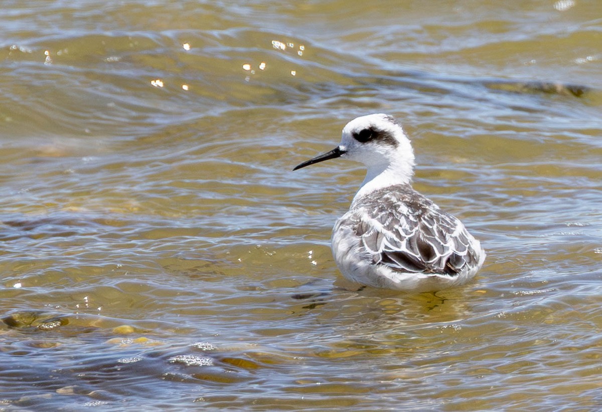 Red-necked Phalarope - ML645883070