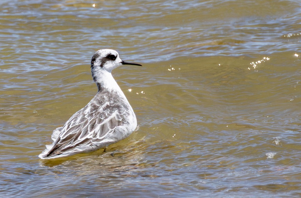 Red-necked Phalarope - ML645883071