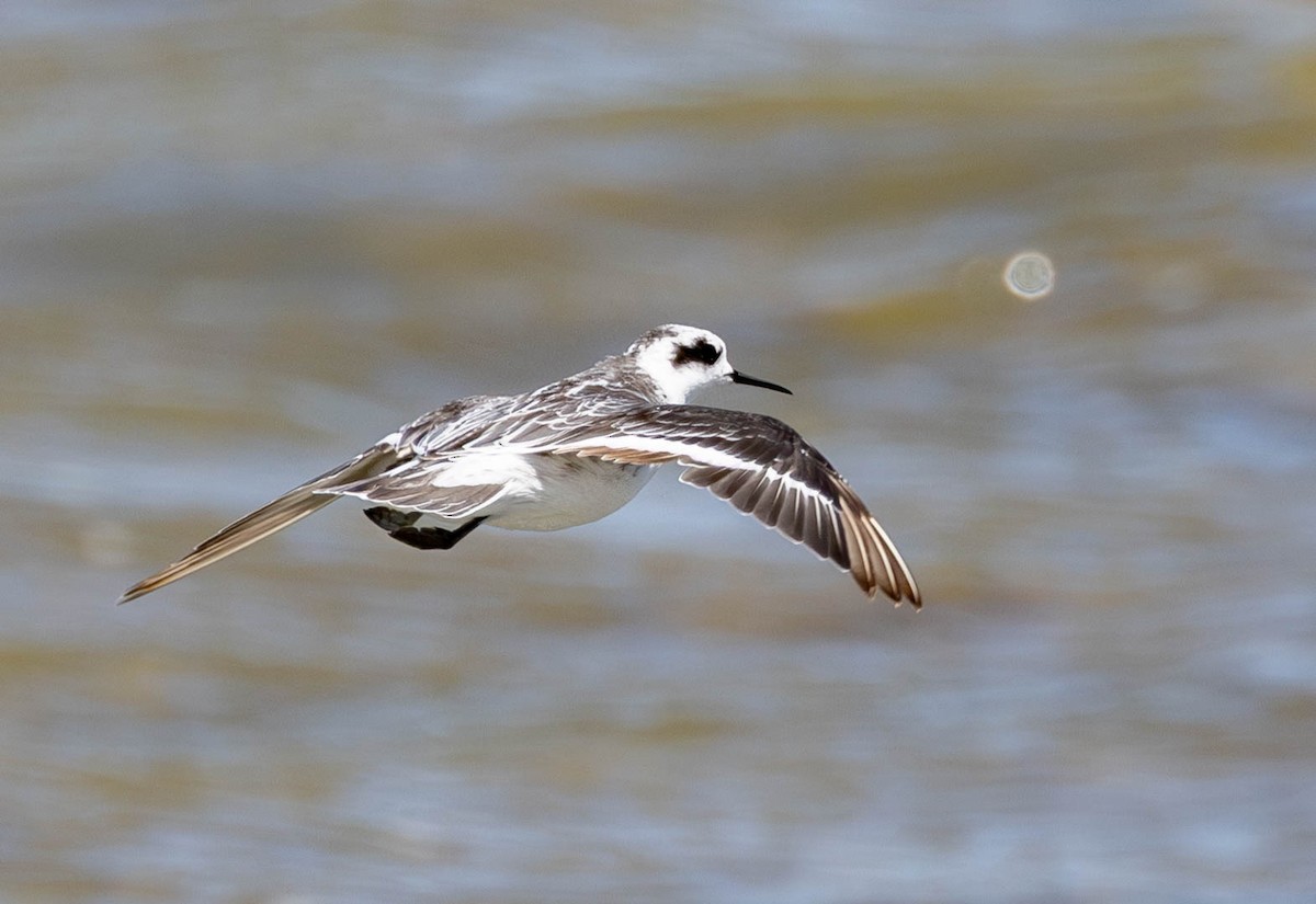 Red-necked Phalarope - ML645883072