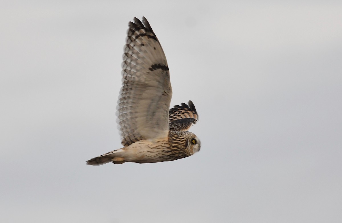 Gufo di palude - ML645883094