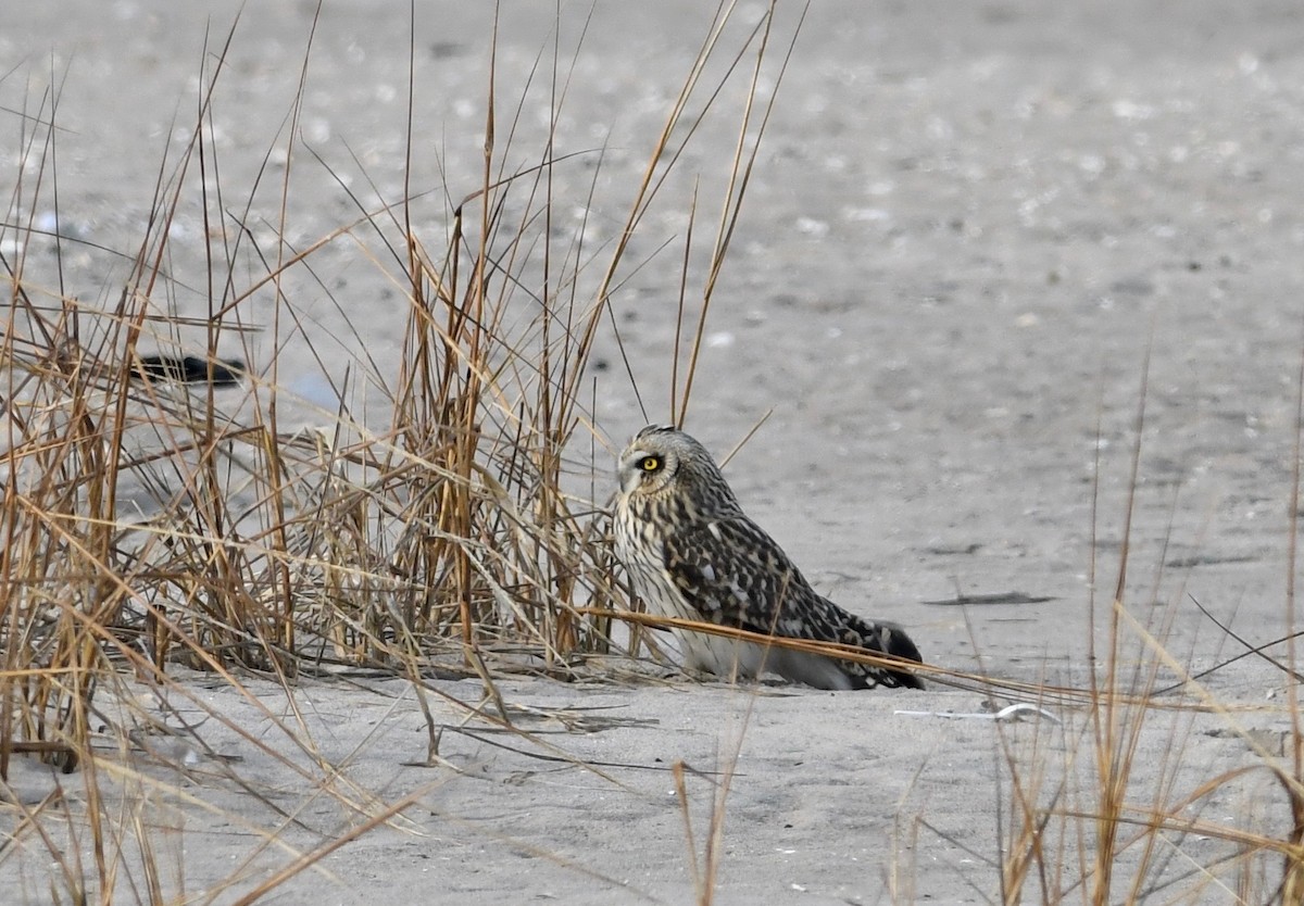 Gufo di palude - ML645883095