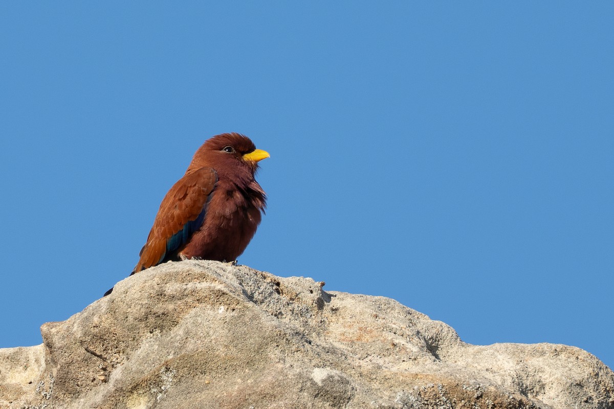 Африканский широкорот - ML645883096