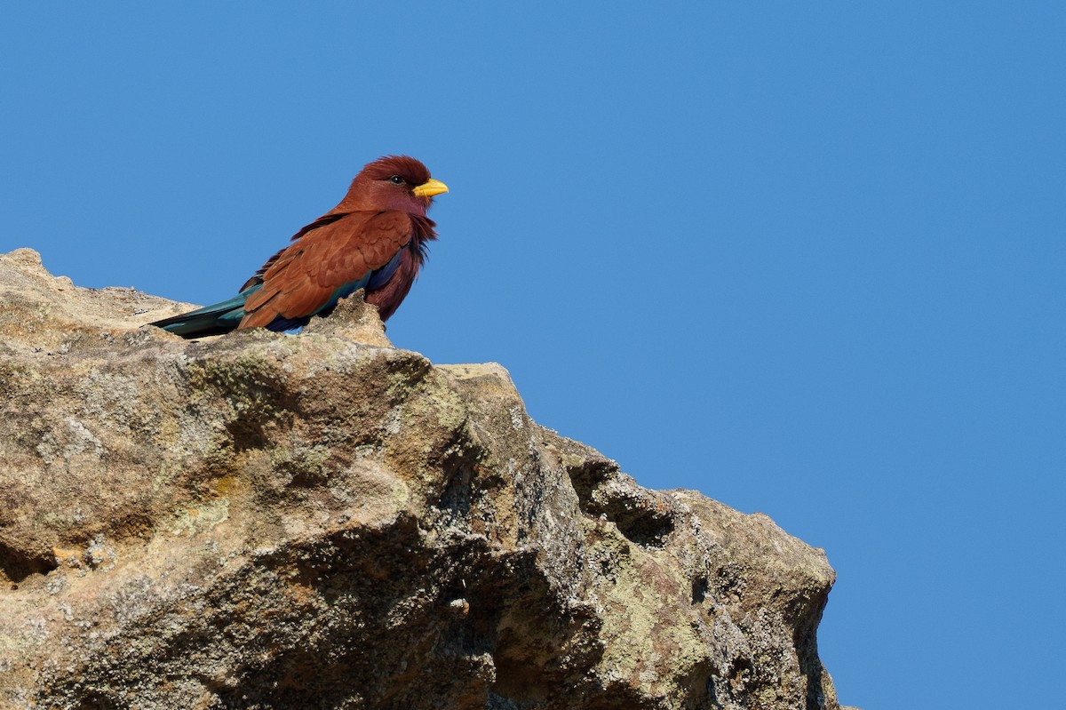 Африканский широкорот - ML645883097