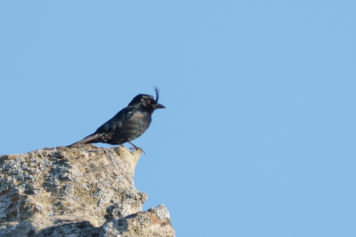 Хохлатый дронго - ML645883099