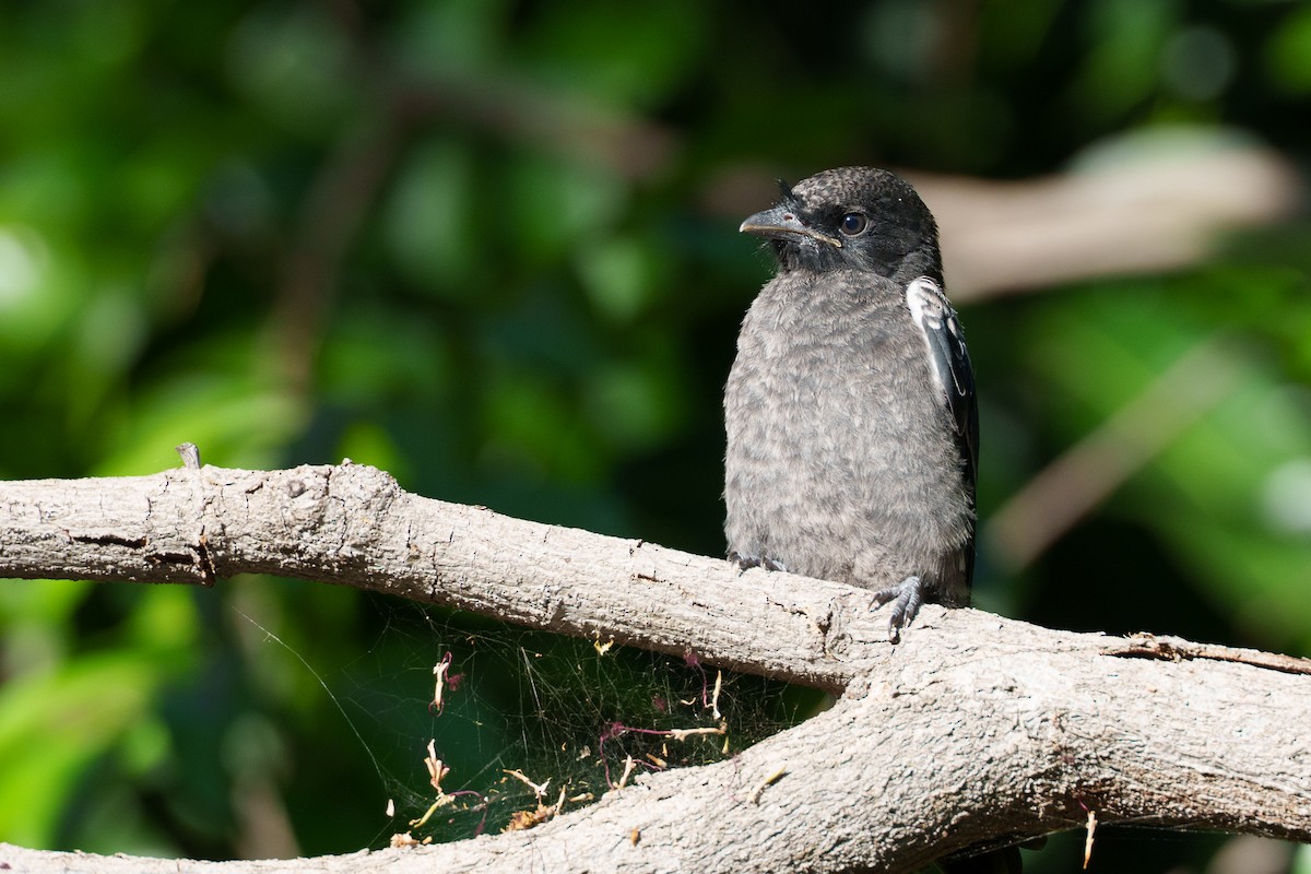 Хохлатый дронго - ML645883100