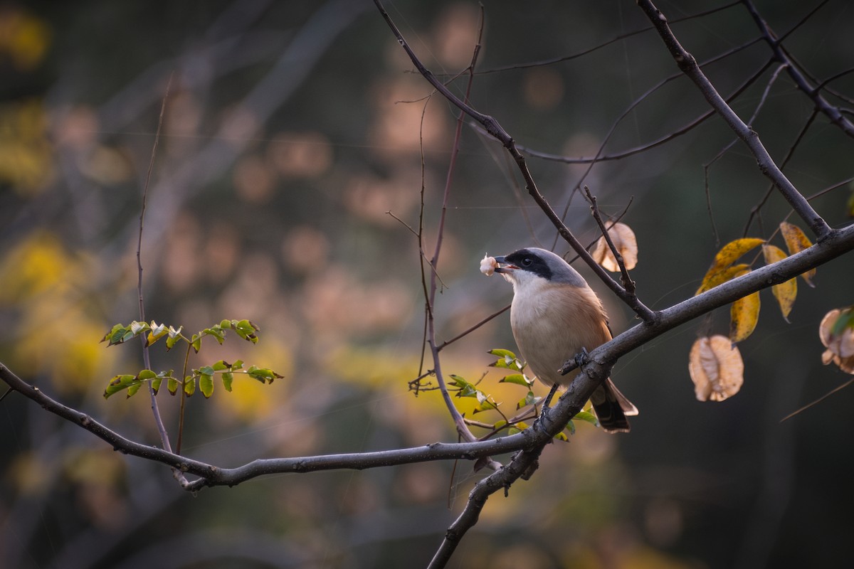 Длиннохвостый сорокопут - ML645883101