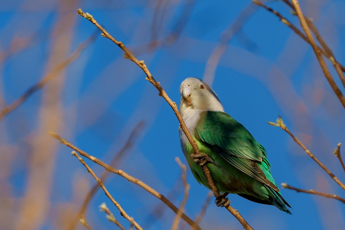 Сероголовый неразлучник - ML645883102