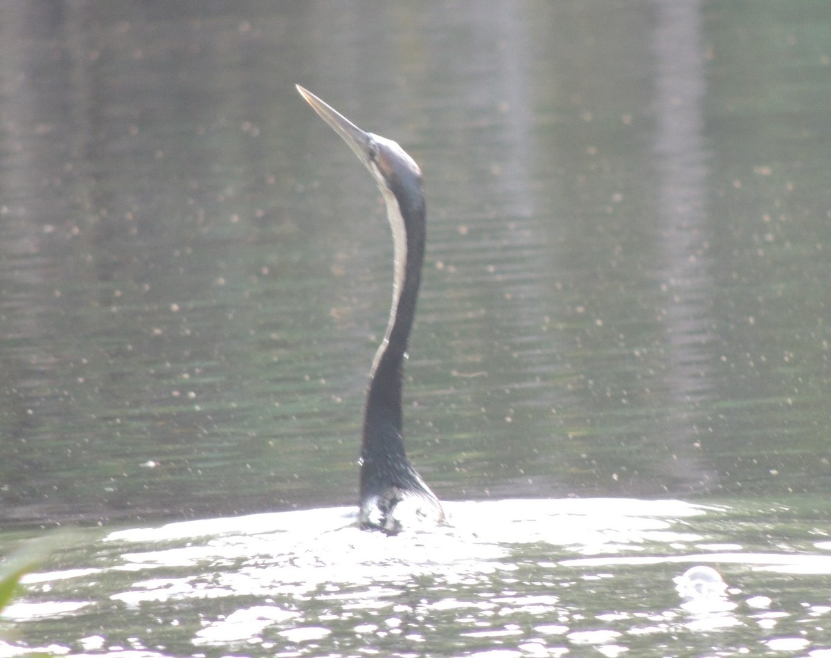 Африканская змеешейка - ML645883104