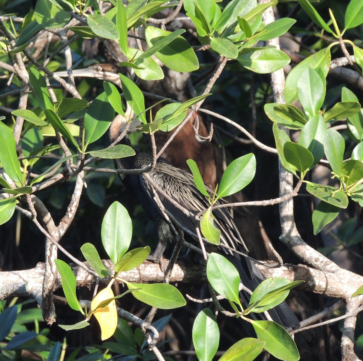 Африканская змеешейка - ML645883105