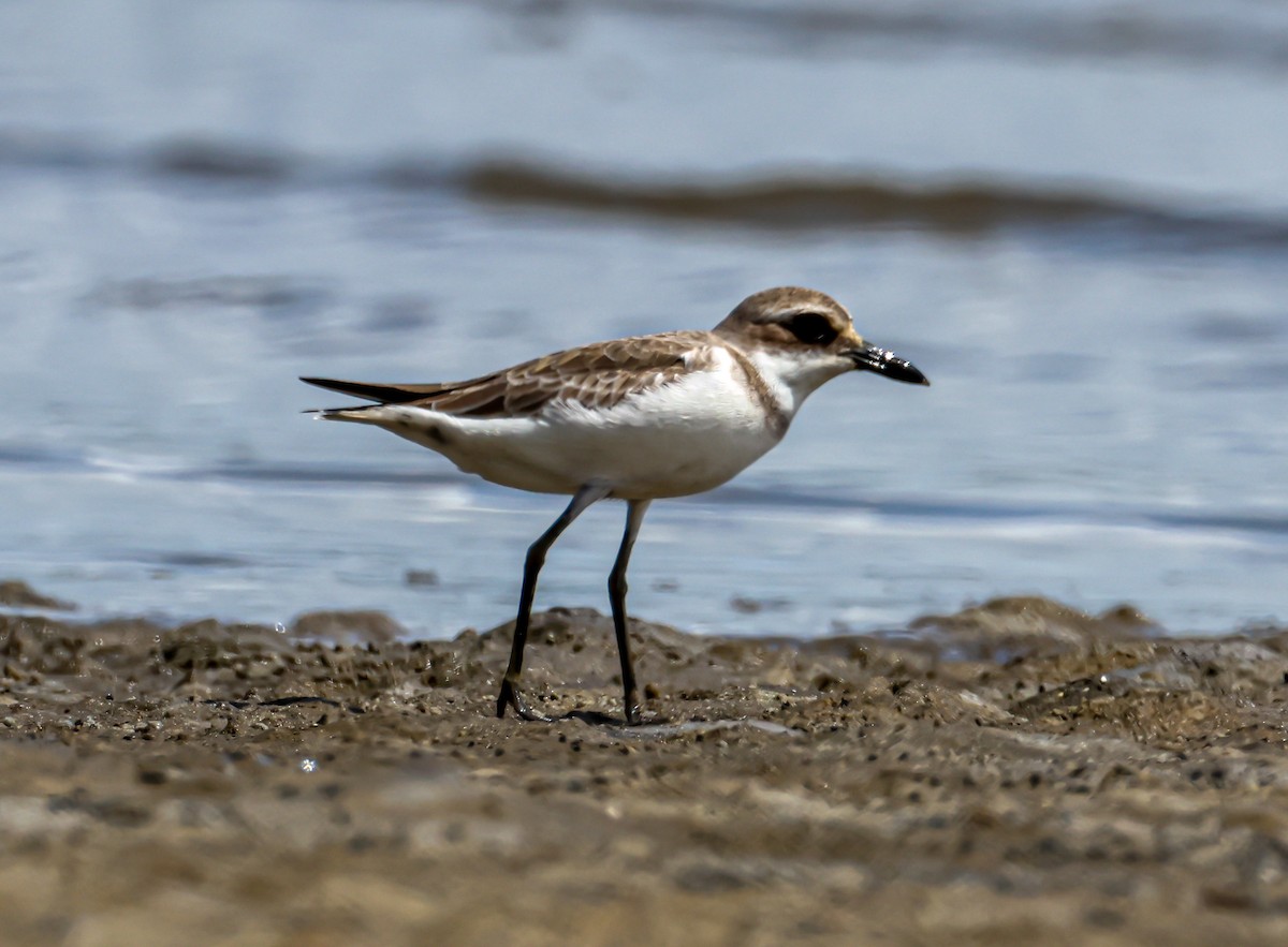 Tibetan Sand-Plover - ML645883106