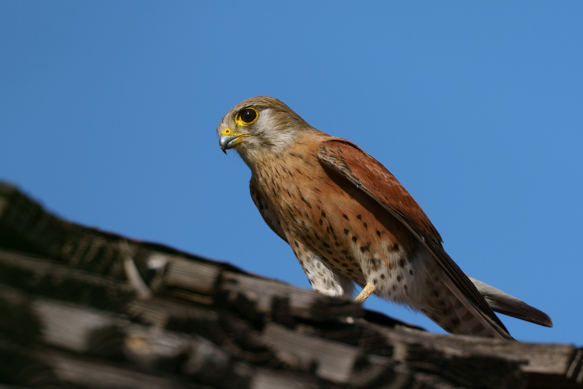 Мадагаскарская пустельга - ML645883107