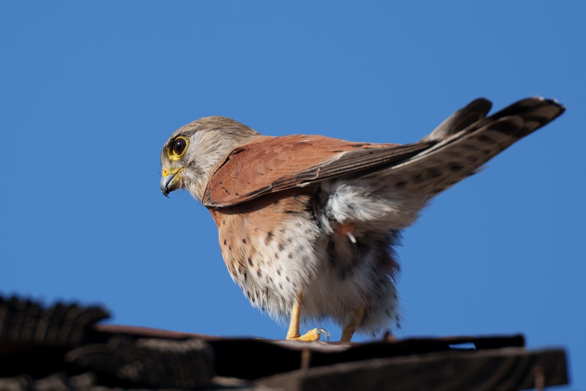 Мадагаскарская пустельга - ML645883108