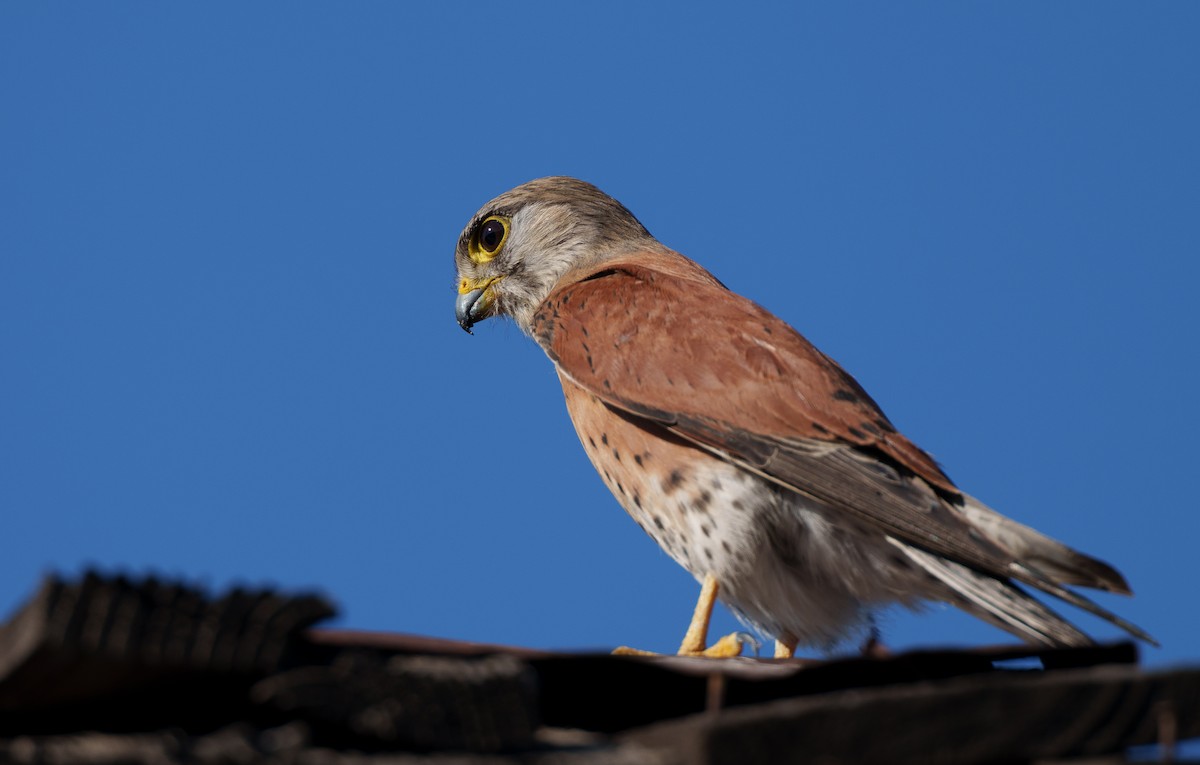Мадагаскарская пустельга - ML645883109