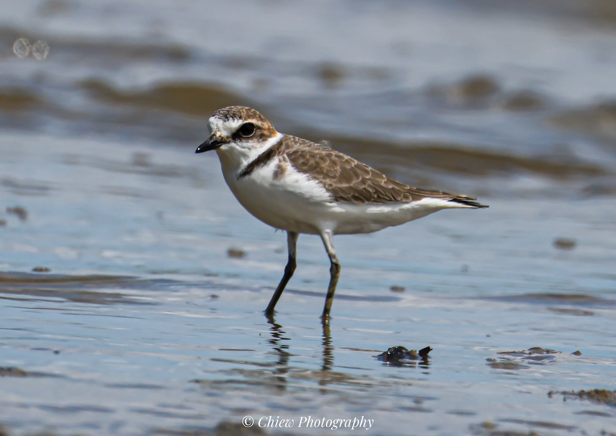 Морской зуёк - ML645883110