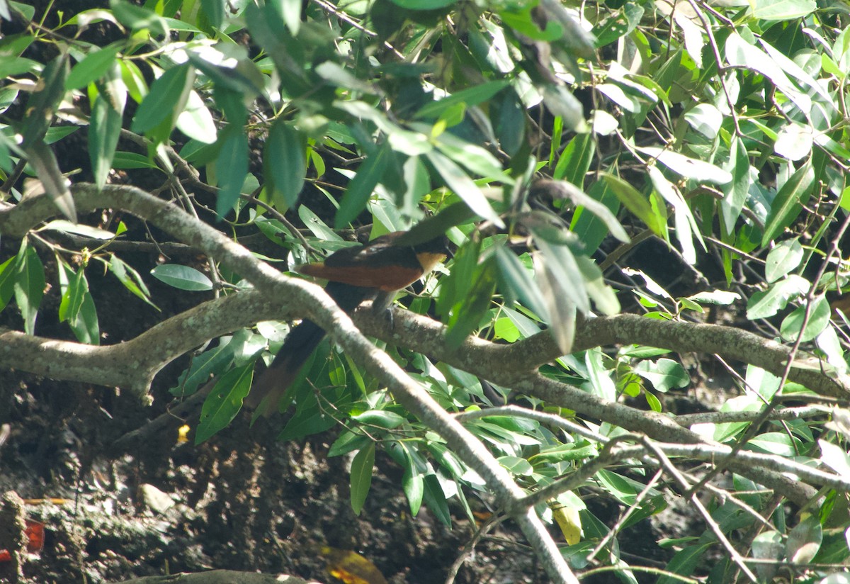 Каштановокрылая кукушка - ML645883113