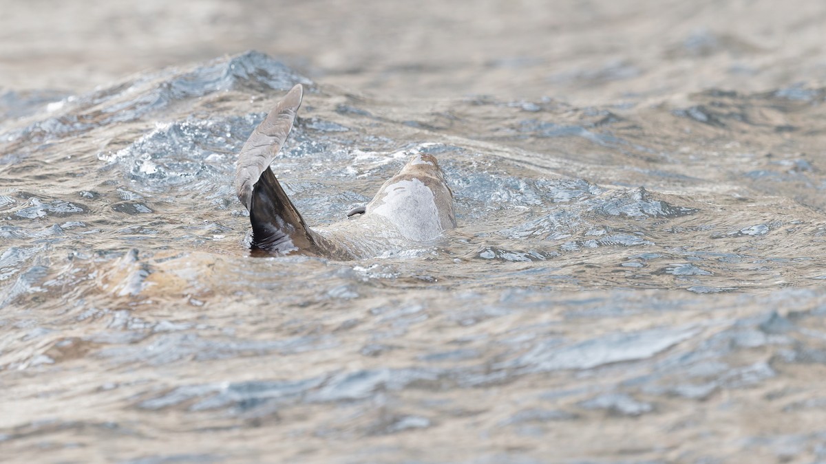 Mammals - ML645883116