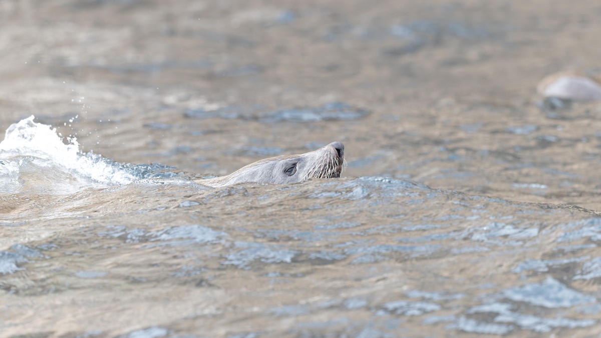 Mammals - ML645883117