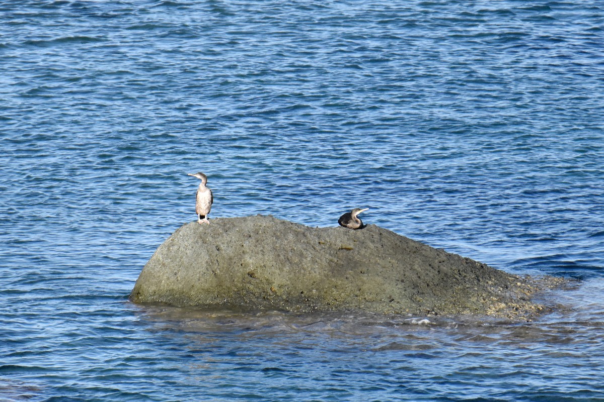 Хохлатый баклан (desmarestii) - ML645883118