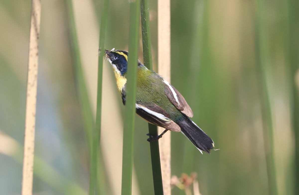 Разноцветный тачурито - ML645883124