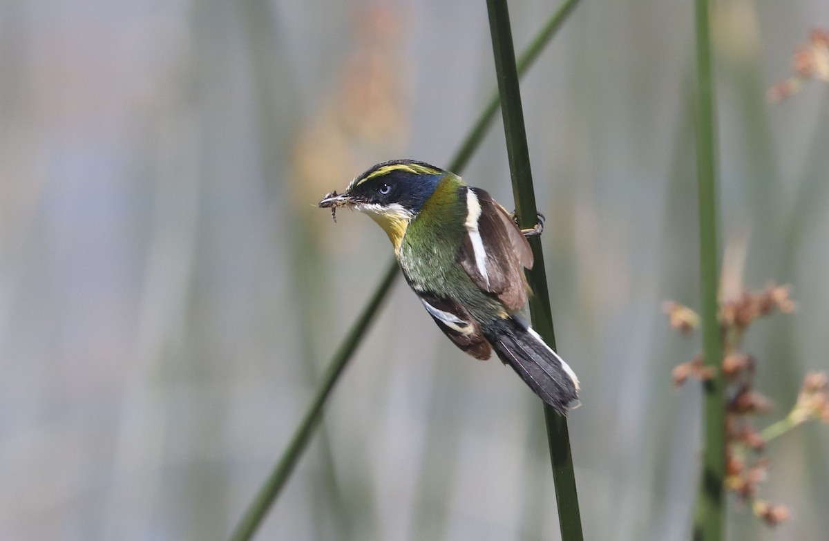 Разноцветный тачурито - ML645883126