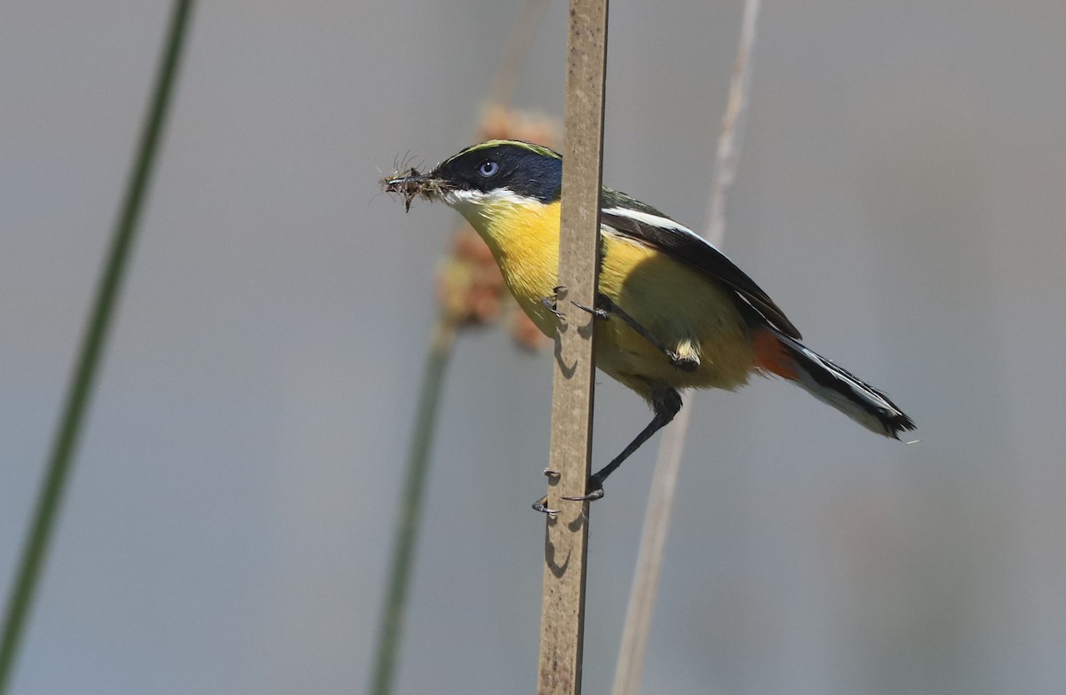 Разноцветный тачурито - ML645883128