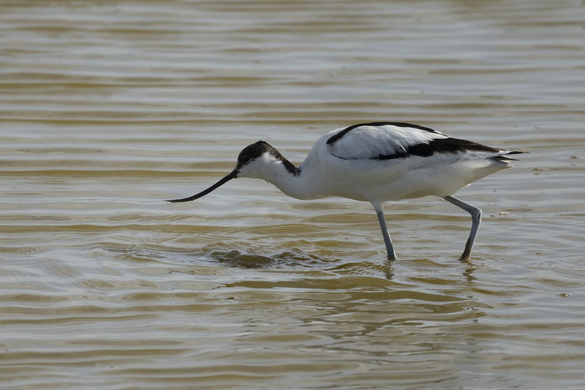 Шилоклювка - ML645883132