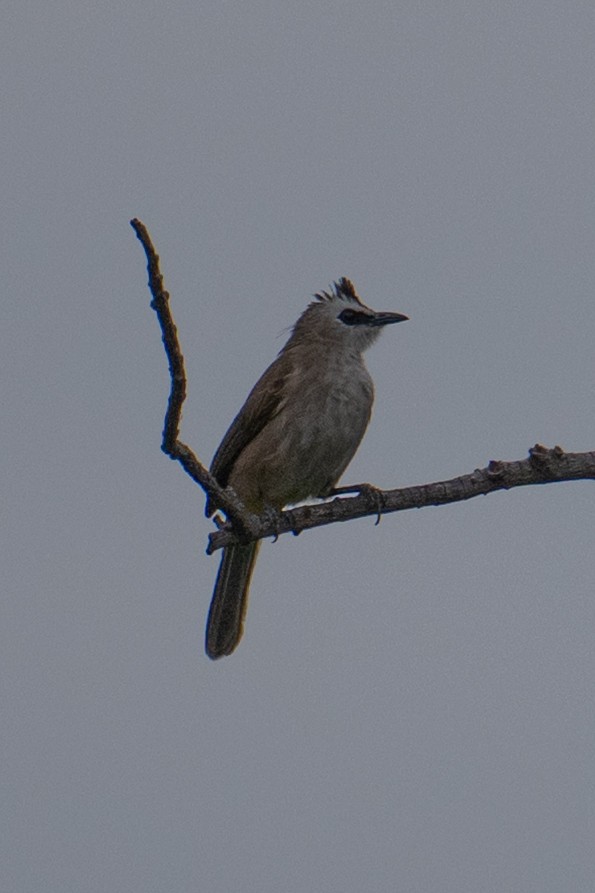 Yellow-vented Bulbul - ML645883135