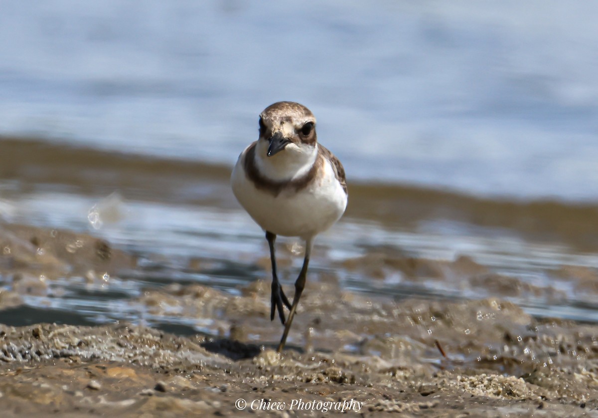 Greater Sand-Plover - ML645883137