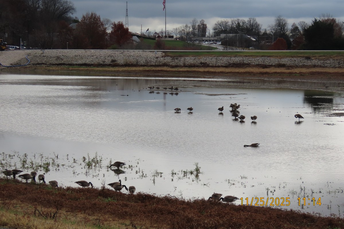 Barnacla Canadiense Grande - ML645883141