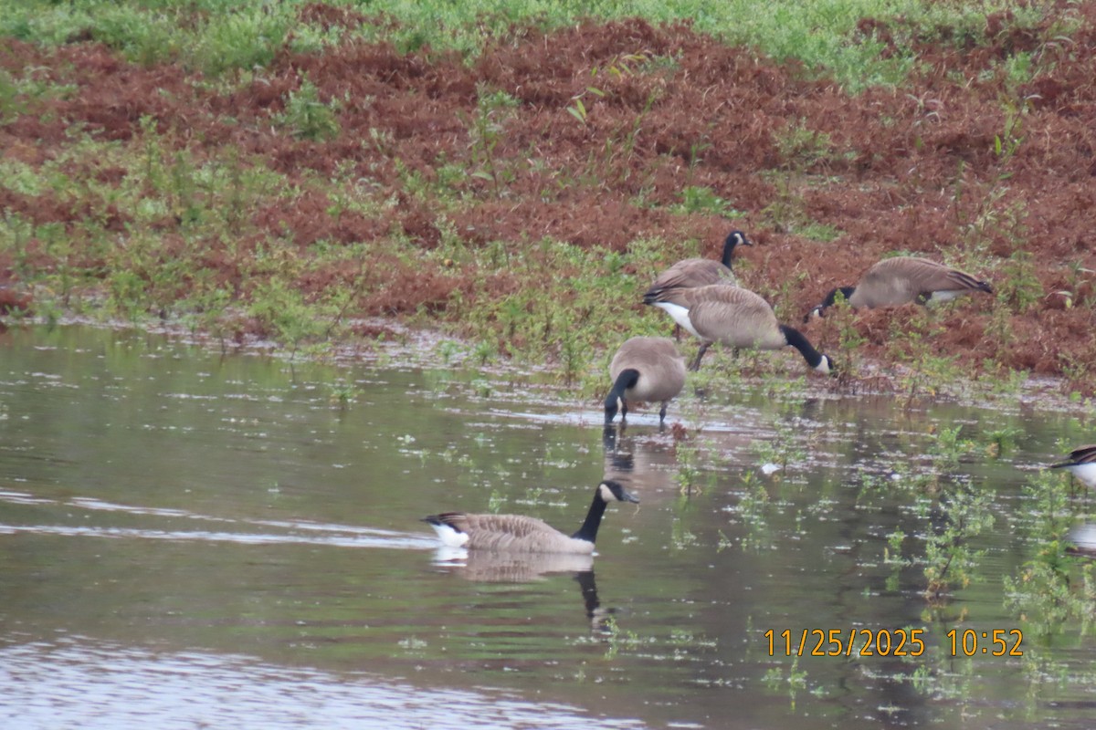 Barnacla Canadiense Grande - ML645883142
