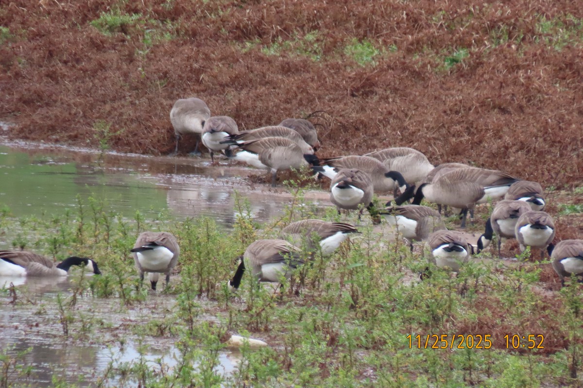 Barnacla Canadiense Grande - ML645883143