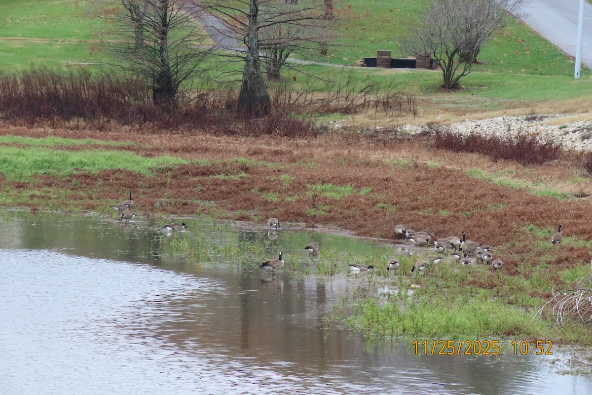 Barnacla Canadiense Grande - ML645883144