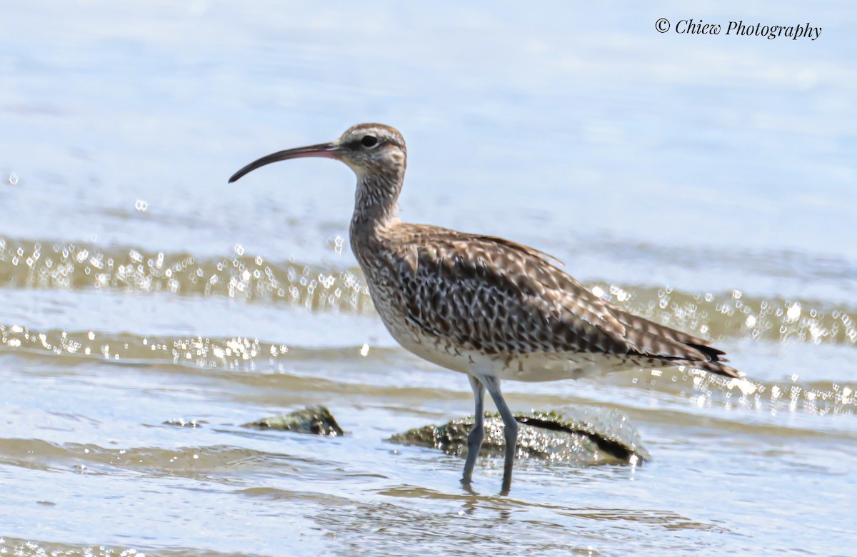 Eurasian Whimbrel - ML645883148