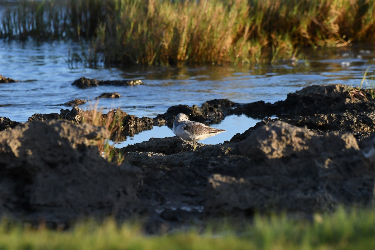 Nordmann's Greenshank - ML645883152